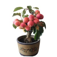 批發(fā)嫁接蘋果盆景樹苗紅富士南方北方種植盆栽水果樹陽臺室內(nèi)盆景