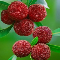 批發(fā)果樹苗 楊梅樹苗新品光葉楊梅嫁接苗肉質(zhì)細嫩汁多味濃結(jié)果苗