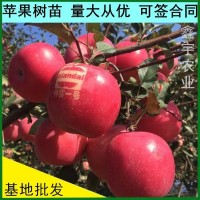 蘋果樹苗批發(fā)煙富系列蘋果苗維納斯黃金蘋果樹苗基地價格果樹苗