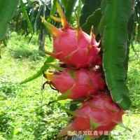 火龍果苗批發(fā)紅肉火龍果苗白心火龍果樹苗價格南北方種植火龍果苗