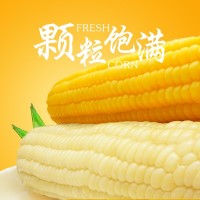 有機(jī)玉米冰國糯玉米真空黃白組合8根 黑龍江農(nóng)產(chǎn)品代餐粗糧食品