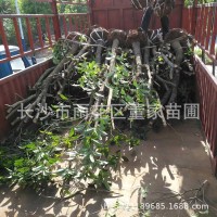 供應(yīng)占地苗桂花樹(shù)苗 地經(jīng)8-20公分半冠桂花樹(shù) 不成型桂花批發(fā)價(jià)