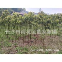 批發(fā)香樟樹(shù)苗 1-2cm裸根切桿香樟 帶土球香樟 批發(fā)價(jià)格