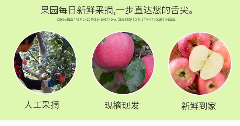 煙臺紅富士_10.jpg