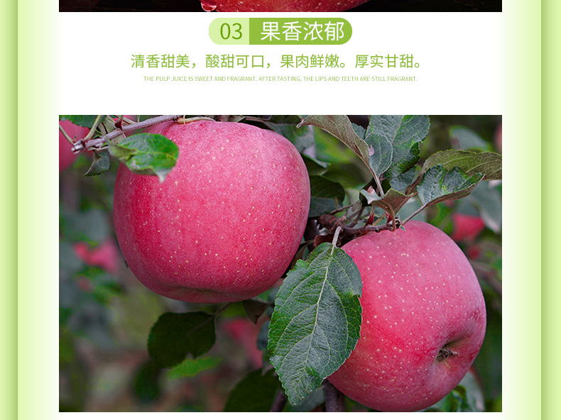 煙臺紅富士_07.jpg