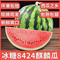 新鮮正宗冰糖麒麟瓜美都西瓜甜美多汁水果皮薄無籽有籽現(xiàn)摘現(xiàn)發(fā)