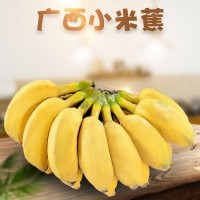 廣西小米香蕉 代發(fā)5/9斤新鮮水果海南軟糯小香蕉給紅美人蘋(píng)果粉蕉