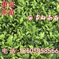 安吉白茶苗基地直銷 白葉一號 浙江安吉白茶 茶苗全國批發(fā)