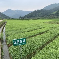 安吉白茶苗 白葉一號茶苗 工程綠化 科農(nóng)茶苗專門 基地全國批