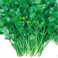 羅馬速生 大葉香菜菜籽 蔬菜種子 引進(jìn)雜交改良新品種 200克/袋