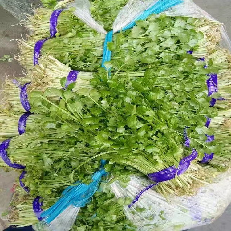 香菜