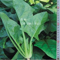 綠波特 大葉菠菜菜籽 蔬菜種子 引進(jìn)雜交改良新品種 200克/袋