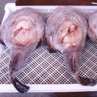 凍一去安康魚去臟留胃安康魚韓國火鍋安康魚frozen monkfish gutt