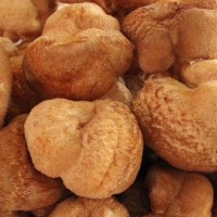 批發(fā)東北特產(chǎn)食用菌猴頭菇（高 中 底 檔）全國發(fā)貨支持一件代發(fā)