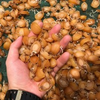 大連海味鮑魚干淡曬小干鮑魚酒店水產(chǎn)品小鮑魚干廠家批發(fā)