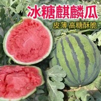 長壽之鄉(xiāng)富硒麒麟西瓜水果新鮮整箱5-6斤當季8424無籽冰糖脆甜瓜