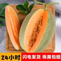 單只4斤起】哈密瓜曉密25號西州蜜瓜果10斤海南網(wǎng)紋蜜瓜
