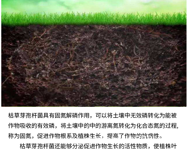 枯草(農(nóng)用)【詳情頁】-新500克_07.jpg