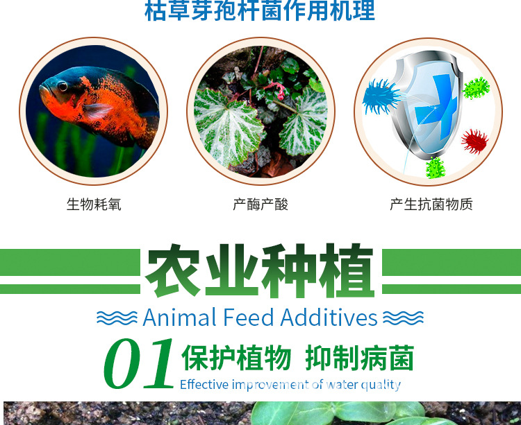 枯草(農(nóng)用)【詳情頁】-新500克_05.jpg