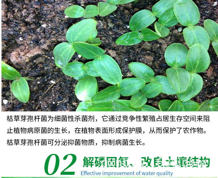 枯草(農(nóng)用)【詳情頁】-新500克_06.jpg