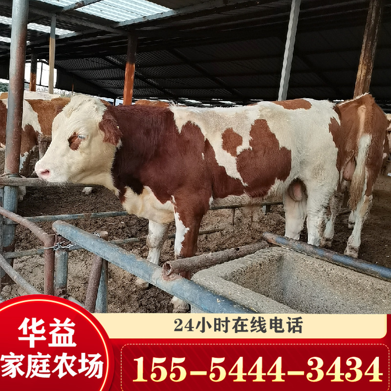 西門(mén)塔爾牛