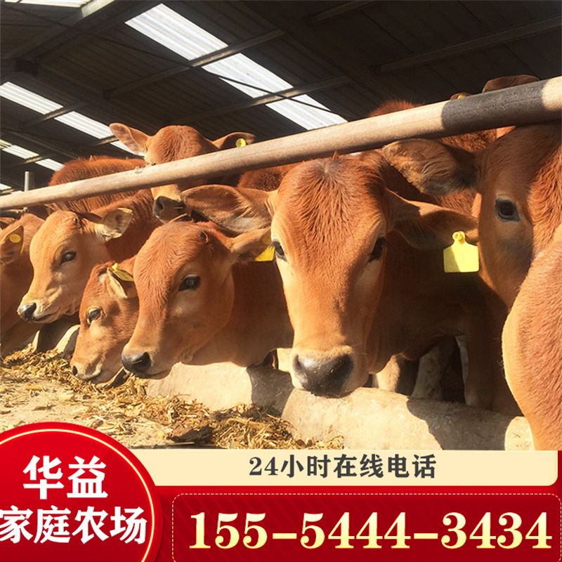 魯西黃牛