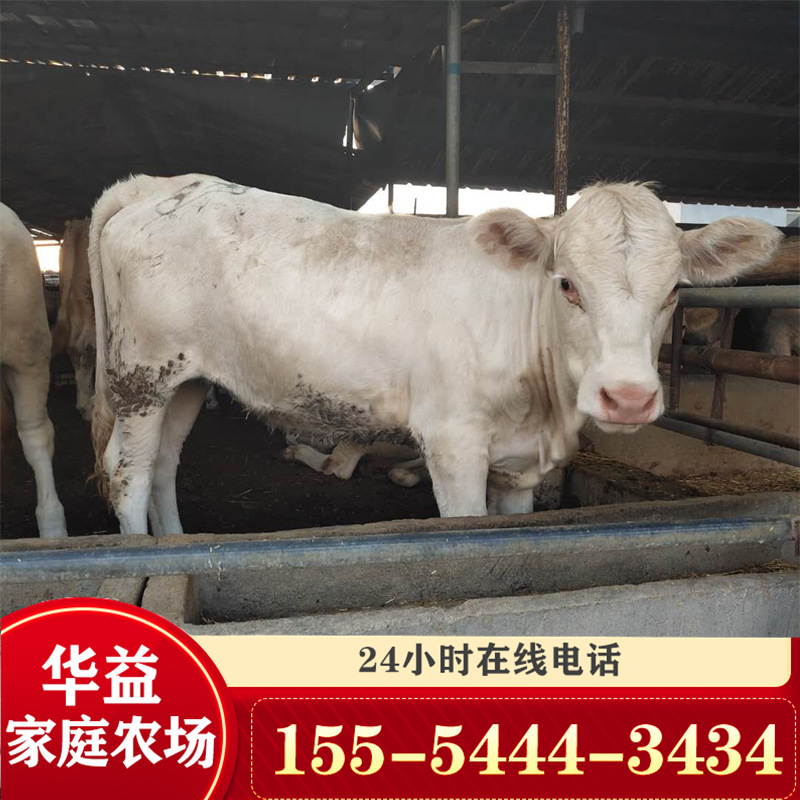 夏洛萊牛