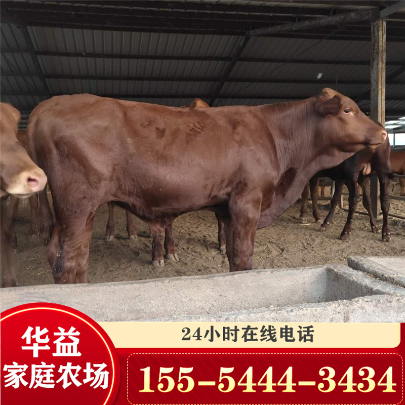 西門(mén)塔爾牛