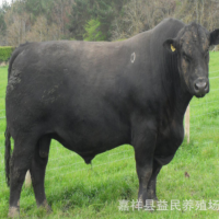 黑色安格斯牛 純種安格斯牛養(yǎng)殖場 包技術包回收 包運輸改良黃牛