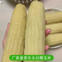 東北甜糯玉米速凍玉米農(nóng)家新鮮非轉(zhuǎn)因粘糯白玉米香甜黏糯玉米棒
