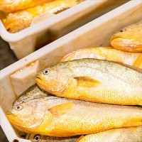 【廠家定制 】寧德大黃魚 黃花魚海鮮批發(fā)凍貨冷凍冰鮮