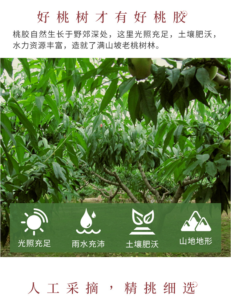 天然珍珠桃膠_04