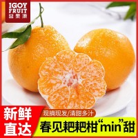 耙耙柑新鮮現(xiàn)摘當(dāng)季水果自然熟桔子手剝橘丑橘柑橘新鮮水果順豐