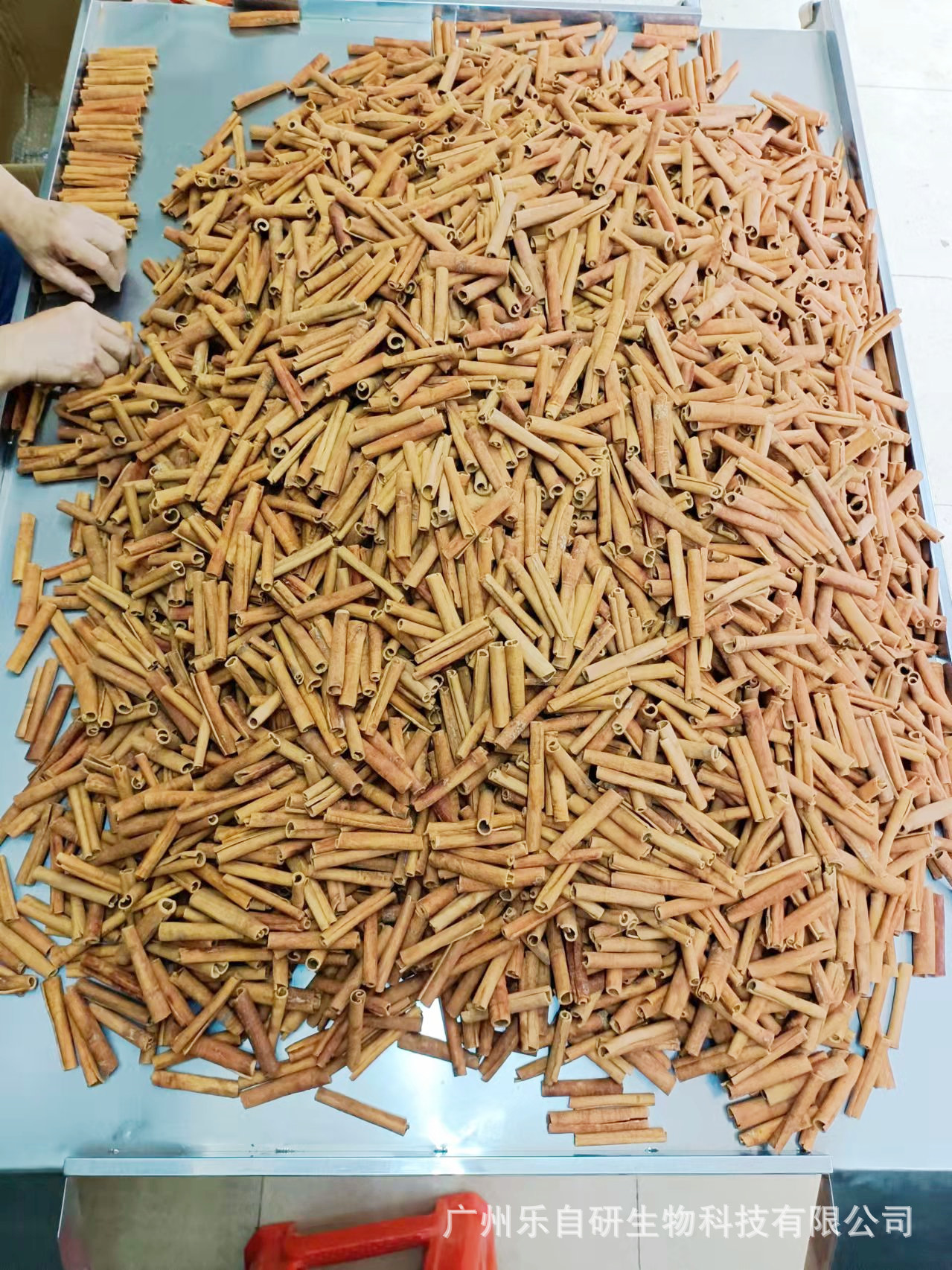 肉桂挑揀.jpg