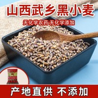 現(xiàn)貨供應(yīng)黑小麥五谷雜糧黑小麥黑麥粗糧量大從優(yōu)