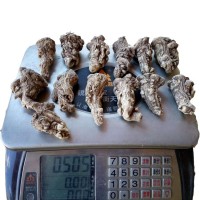 源產(chǎn)地直銷甘肅岷縣當(dāng)歸頭 無硫頭1斤13頭左右 廠家直銷量大從優(yōu)