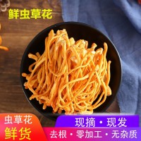 蟲草花鮮貨1斤鮮濕蟲草花金北蛹蟲草菇孢子頭菌類煲湯食材非干貨