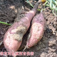 山東煙薯25紅心稀瓤泗水烤地瓜高山種植糖化好的品質(zhì)細(xì)膩綿甜新貨