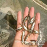 加州鱸魚苗 鱸魚苗 大口黑鱸魚苗 鱸魚棕片 淡水加州鱸魚水花