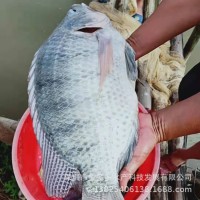 苗場直供 海南一號羅非魚苗 新吉富羅非魚 奧尼羅非魚苗 福壽魚苗