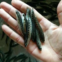供應黑魚苗 生魚苗 雜交生魚苗 淡水魚苗