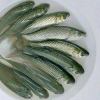各種魚(yú)苗批發(fā)鯽魚(yú)草魚(yú)黃臘丁18983752312