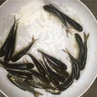 草魚(yú)鯽魚(yú)花白鰱黃臘丁等各種魚(yú)苗批發(fā)18723113728