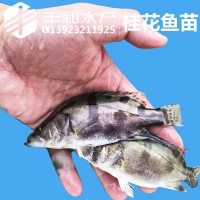 飼料桂魚(yú)苗 桂花魚(yú)苗 鱖魚(yú)苗 桂魚(yú)苗翹嘴桂魚(yú)苗淡水魚(yú)苗活體批發(fā)