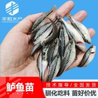 2023新苗 加州鱸魚(yú)苗淡水鱸魚(yú)苗大口黑鱸 加州鱸水花魚(yú)苗批發(fā)