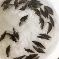 鱖魚桂花魚 活體水產養(yǎng)殖淡水魚苗 奧花魚苗成活率高批發(fā)