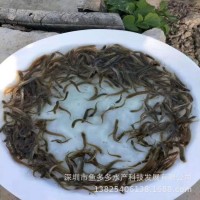 泥鰍魚苗 臺(tái)灣泥鰍苗 小泥鰍苗活體 泥鰍水花 泥鰍魚苗放生供應(yīng)