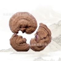 產地批發(fā)投料靈芝 二茬赤靈芝 產地貨源