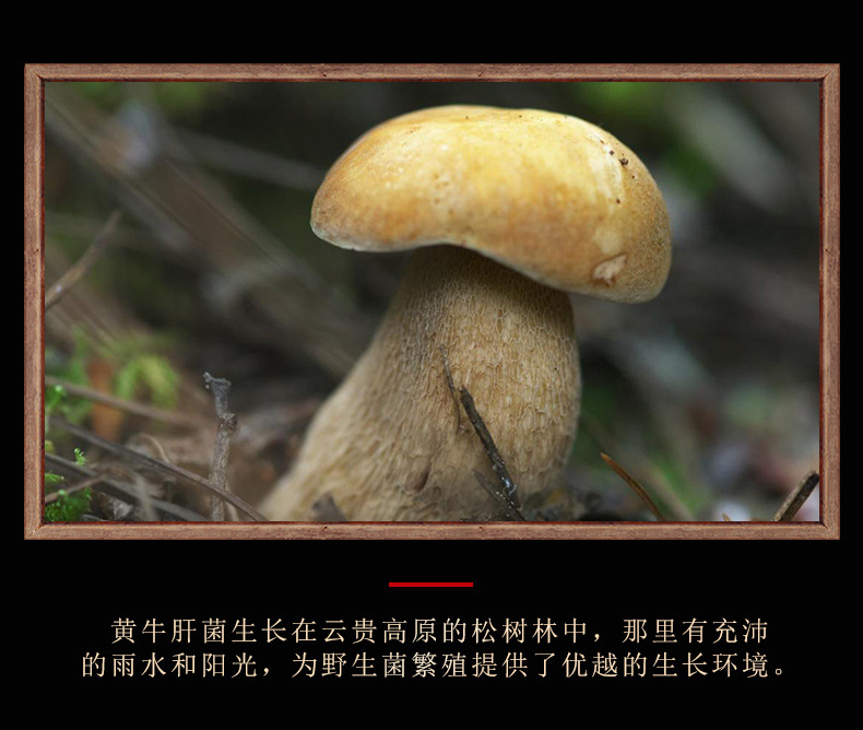 黃牛肝菌_06.jpg