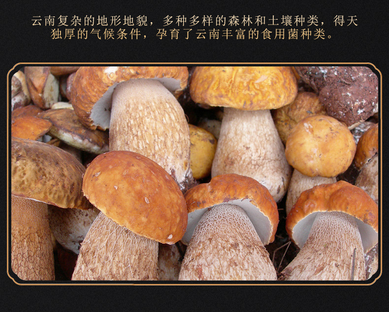 牛肝菌--袋裝_03.jpg